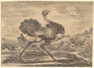 Straußenjagd von Stefano della Bella
