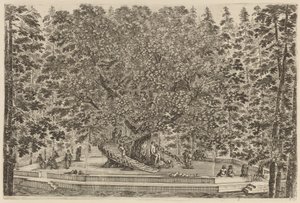 Der bewohnte Baum, wahrscheinlich 1653 von Stefano della Bella