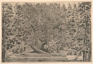 Baum mit zwei Wendeltreppen