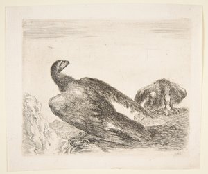 Zwei Adler, einer mit Beute, aus Adler Les aigles, ca. 1651 von Stefano della Bella