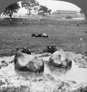 Büffelwallow, Burma, 1908