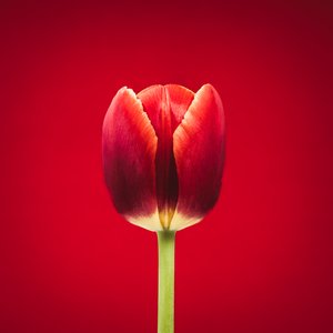 Porträt einer einzelnen roten Tulpe auf rotem Hintergrund
