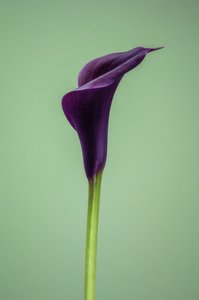Einzelne lila Calla-Lilie, 2021