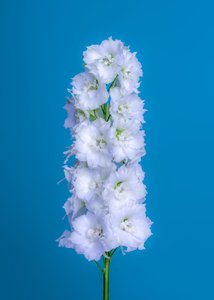 Weiße Delphinium, 2020