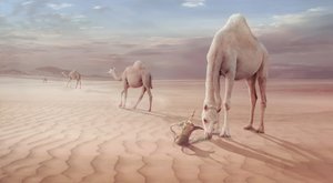 Arabische Wüste Kamele