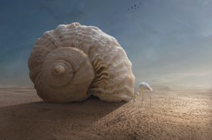 Flamingo und Riesenschnecke