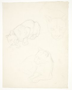 Drei Studien eines Löwenjungen von Svend Rathsack
