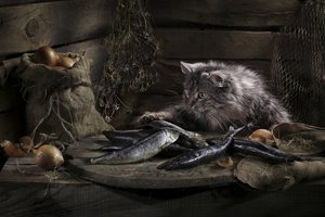Neugierige Katze und Fisch von Svetlana Pavlоvskaja