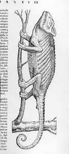 Chamäleon, Illustration aus 