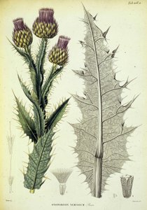 Exemplar von Onopordon. Botanische Tafel aus ""Voyage botanique dans le midi de l