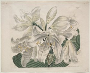 The Botanical Magazine or Flower Garden Displayed: Weiße Kap-Küsten-Lilie, 1806 von Sydenham Teast Edwards
