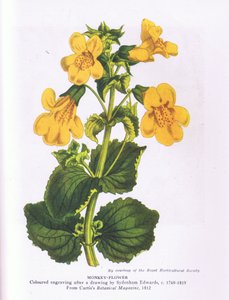 Affe Blume, Natur in Großbritannien veröffentlicht von Collins 1946 (Farblitho) von Sydenham Teast (after) Edwards