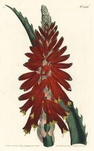 Baum-Aloe, Aloe arborescens von Sydenham Teast Edwards