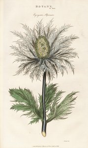 Alpen-Mannstreu (Eryngium alpinum)