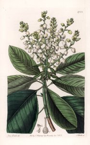 Amerikanischer Erdbeerbaum von Sydenham Teast Edwards
