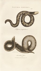 Amphisbaena und Javanische Warzenschlange von Sydenham Teast Edwards