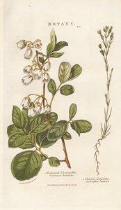 Andromeda und Sandkraut von Sydenham Teast Edwards