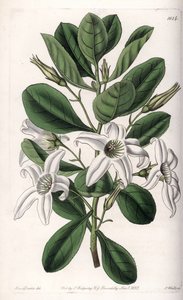 Anthocercis Varietät, heimisch in Australien (Tafel) von Sydenham Teast Edwards