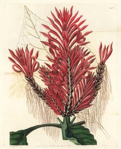 Aphelandra arborea (Stich von S. Watts, Illustration von Sarah Drake) von Sydenham Teast Edwards