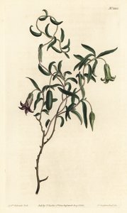 Apfelbeere oder Wandelblütige Billardiera
