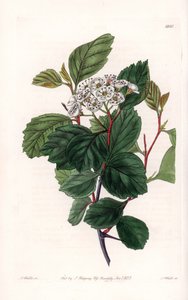 Weißdorn, heimisch in Nordamerika von Sydenham Teast Edwards