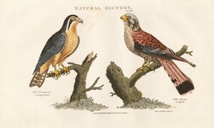 Bengalfalke und Rotfußfalke von Sydenham Teast Edwards