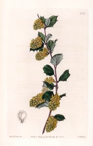 Berberis, aus dem Botanischen Register von Sydenham Edwards