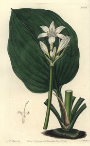 Brisbane-Lilie (Stich von S. Watts, Illustration von J.T. Hart)