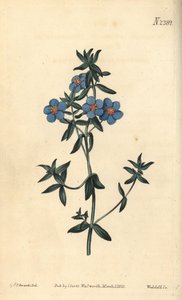 Breitblättriger Gauchheil, Anagallis latifolia. Handkolorierte Kupferstichgravur von Weddell nach einer botanischen Illustration von Sydenham Edwards aus William Curtis