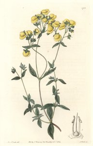 Calceolaire oder kleiner Pantoffel oder Geldbörse der Dame, heimisch in Chile von Sydenham Teast Edwards