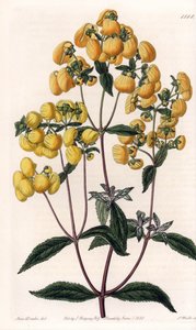 Calceolaria rugosa