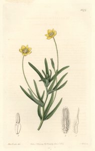 Kalifornischer Platystemon