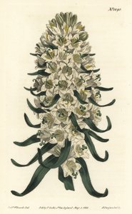 Glockenblume hat schöne Blüten - Pyrenäen-Glockenblume, Campanula speciosa (Langgespitzte Glockenblume, Campanula thyrsoidea). Handkolorierte Kupferstichgravur von F. Sansom Jr. nach einer Illustration von Sydenham Edwards aus William Curtis