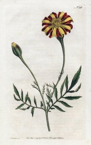 Indische Nelke oder Tagetes