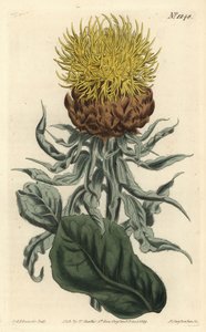 Riesen-Flockenblume