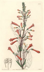 Chelone (oder Galane) mit Baldrianblättern, heimisch in Kalifornien