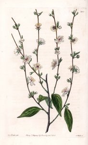 Kirschbaum - Gravierte Tafel von S. Watts, nach einer Illustration von Sarah Anne Drake (1803-1857), aus dem Botanical Register von Sydenham Edwards (1768-1819), England