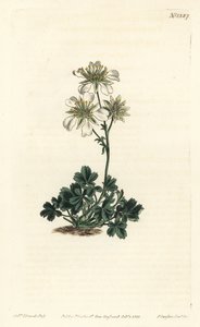Clusius-Fingerkraut, Potentilla clusiana