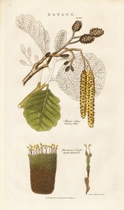 Gemeine Erle und Bartramiamoos