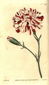 Nelke (Stich von James Sowerby, Illustration von Sydenham Edwards)