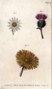 Zusammengesetzte Blüten: Präpacket, Eselsdistel und Löwenzahn (Kupferstich) von Sydenham Teast Edwards