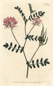 Bunte Kronwicke von Sydenham Teast Edwards