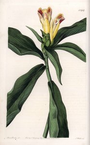 Costus-Varietät (Stich von S. Watts, Illustration von Sarah Anne Drake)