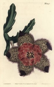 Gepolsterte Stapelie, Stapelia pulvinata. Handkolorierter Kupferstich von F. Sansom Jr. nach einer Illustration von Sydenham Edwards aus William Curtis
