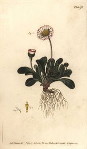 Gänseblümchen, Bellis perennis (Stich von F. Sansom, Illustration von Sydenham Edwards)