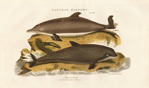 Delfin und Gewöhnlicher Schweinswal