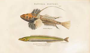 Leierfisch und Sandlanze