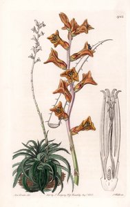 Dyckia, sukkulente Pflanze mit orangefarbenen Blüten, heimisch in Brasilien - Gravur von S. Watts nach einer Illustration von Sarah Anne Drake (1803-1857), aus dem Botanical Register von Sydenham Edwards (1768-1819), England