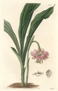 Erd-Orchidee, ursprünglich aus Sri Lanka von Sydenham Teast Edwards