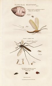 Wirtschaftlich wichtige Insekten: Cochenille, Mücke und Marienkäfer